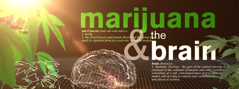 Marijuana and the Brain